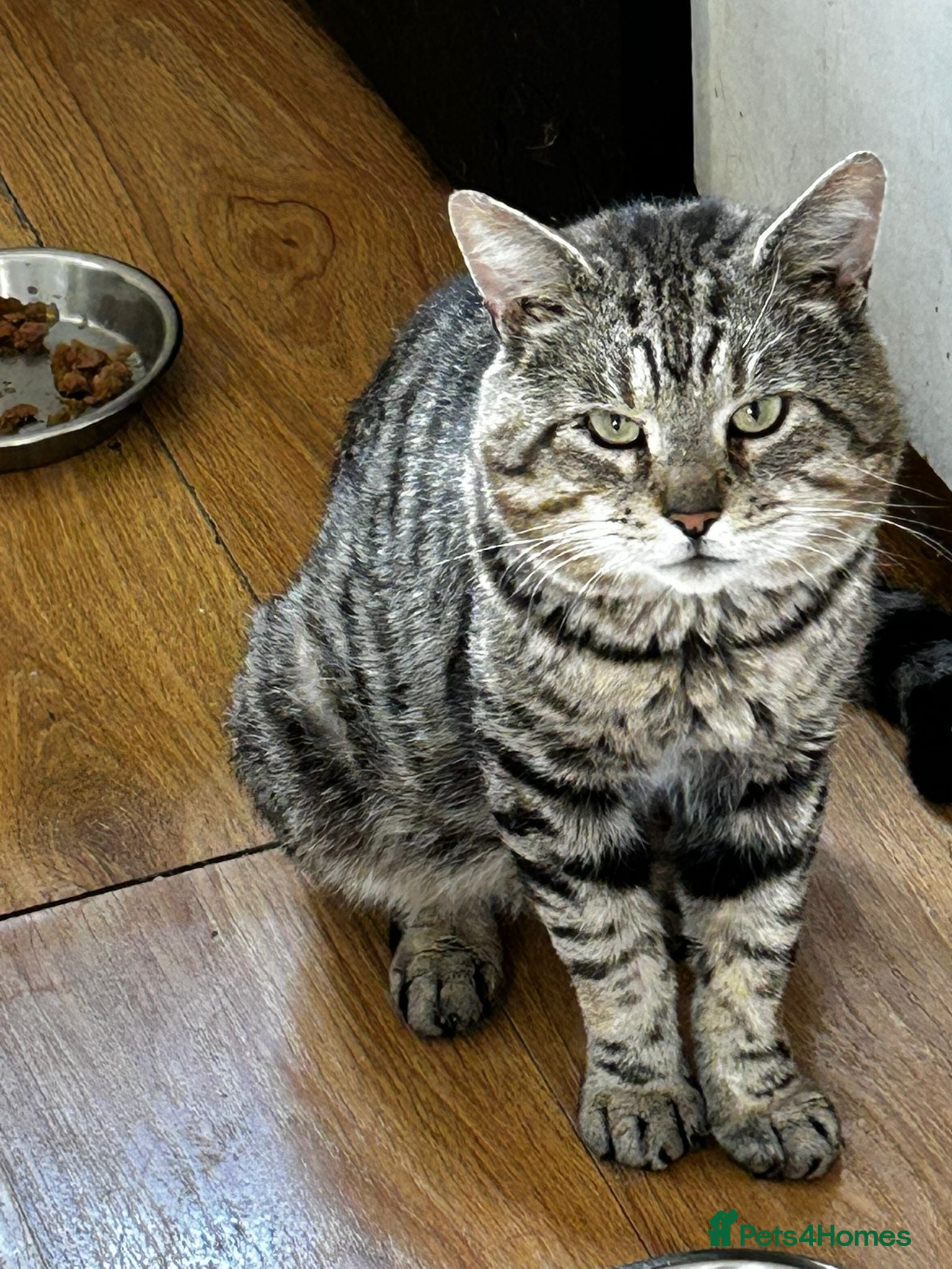 Mixed Breed cats 8 year old Rescue male looking for a cosy home - Advert 10