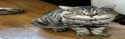 Mixed Breed cats for sale: Rescue male looking for a cosy home - Advert 1