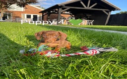 Miniature Dachshund dogs for sale: Ethically Bred Superior Health Tested Miniatures - Image 37