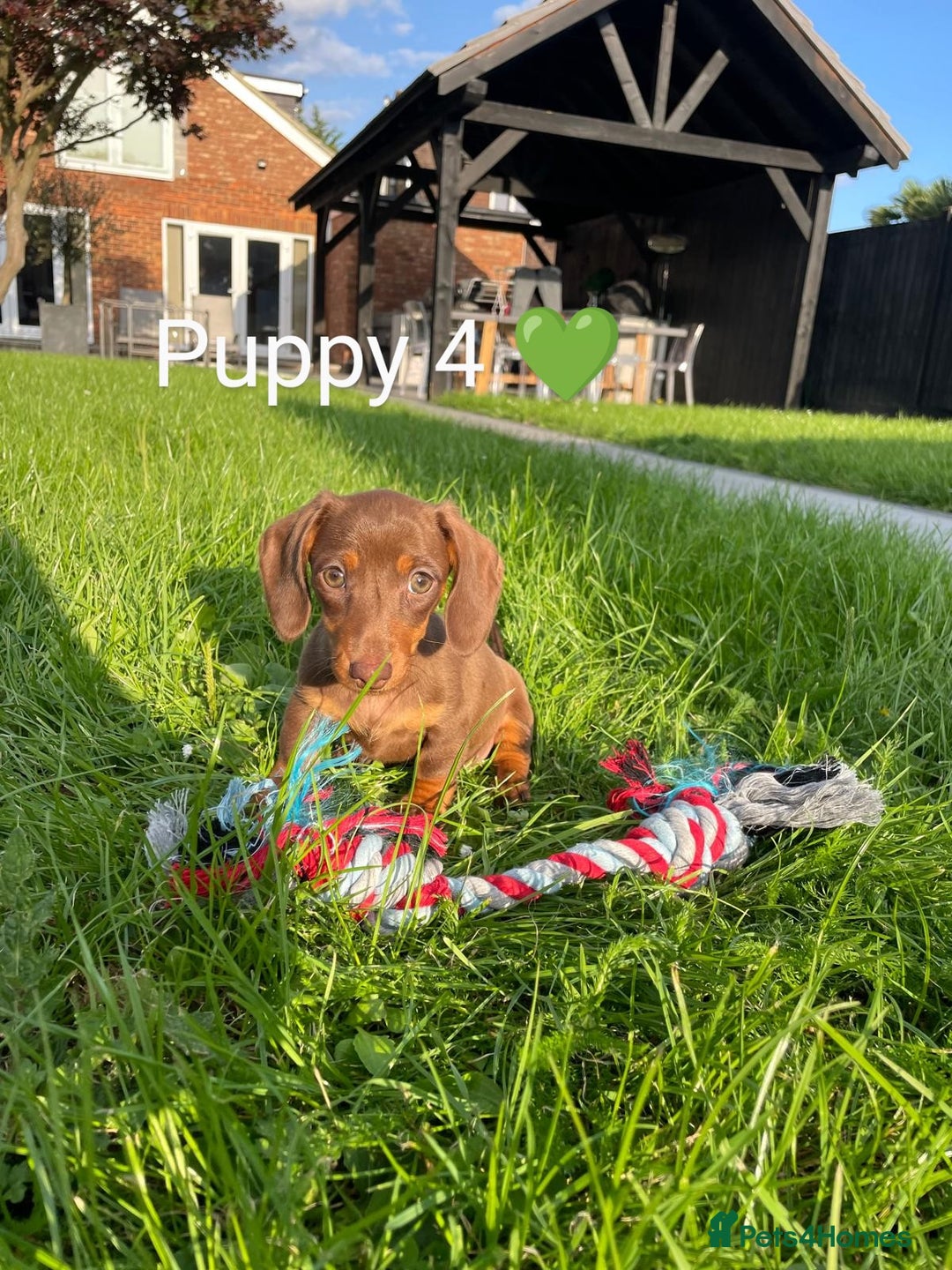 Miniature Dachshund dogs for sale: Ethically Bred Superior Health Tested Miniatures - Image 37
