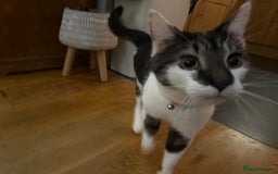 Mixed Breed cats for sale: Kevin the cat - 4 years old  - Image 2