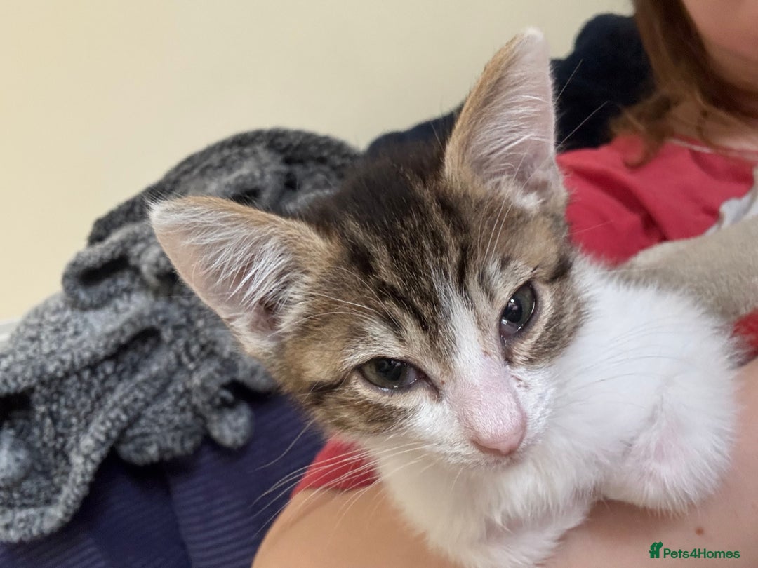 Mixed Breed cats for sale: Two beautiful ladies 💜 - Image 2