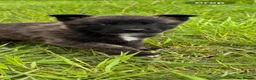 Belgian Shepherd Dog dogs for sale: Mother Dutch herder father Belgian shepherd  - Advert 15