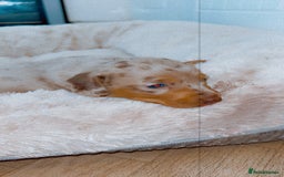 Dachshund dogs for sale: Dachshund  - Image 14