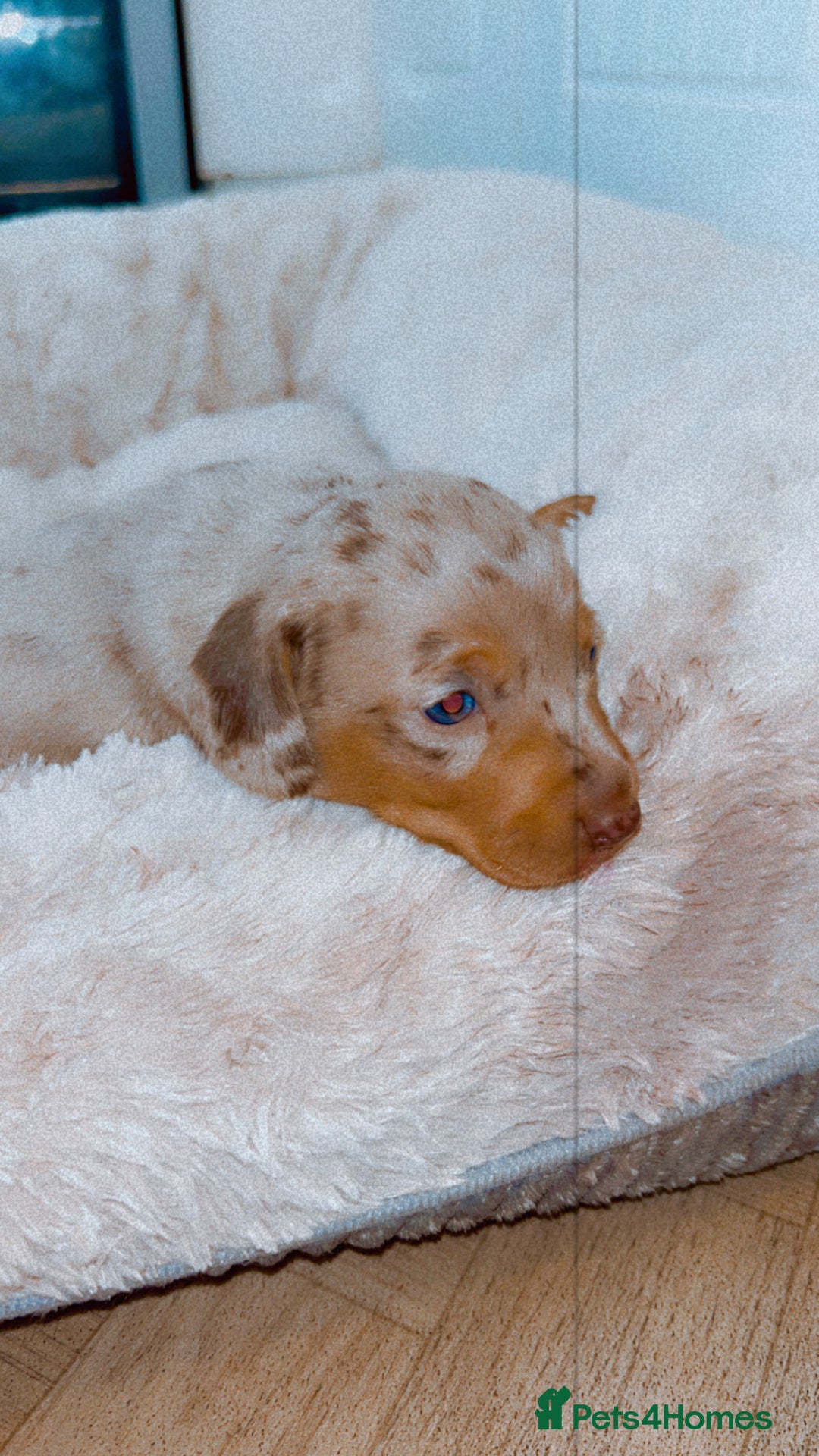 Dachshund dogs for sale: Dachshund  - Image 14