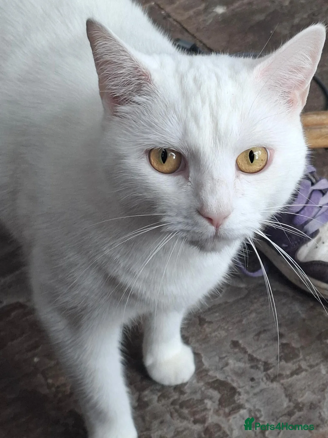 Mixed Breed cats for sale: Timid but loving adult cat for rehoming - Advert 1