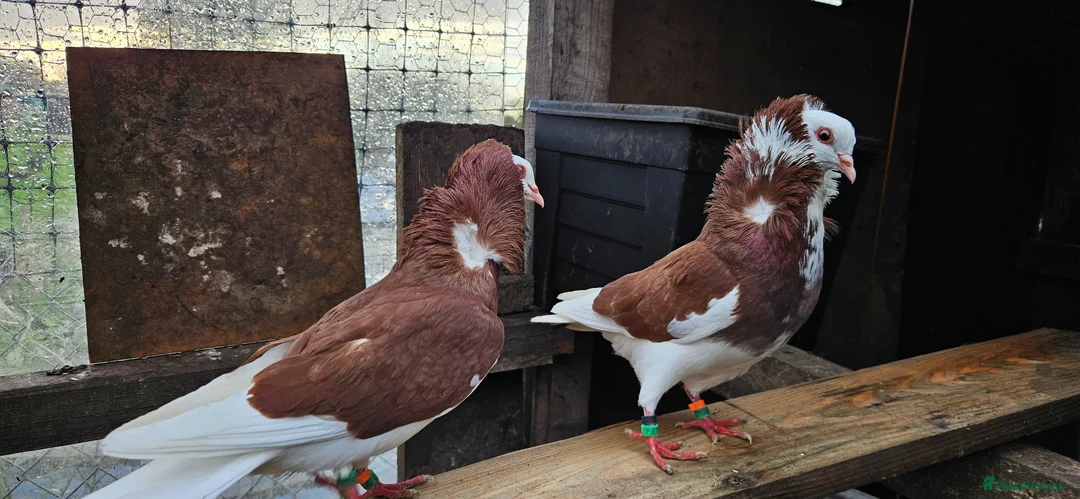 Pigeons birds for sale: Two capuchine  in Lincoln - Advert 2