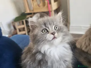 British Longhair cats 2 girls 1 boy British longhair mix - Advert 6