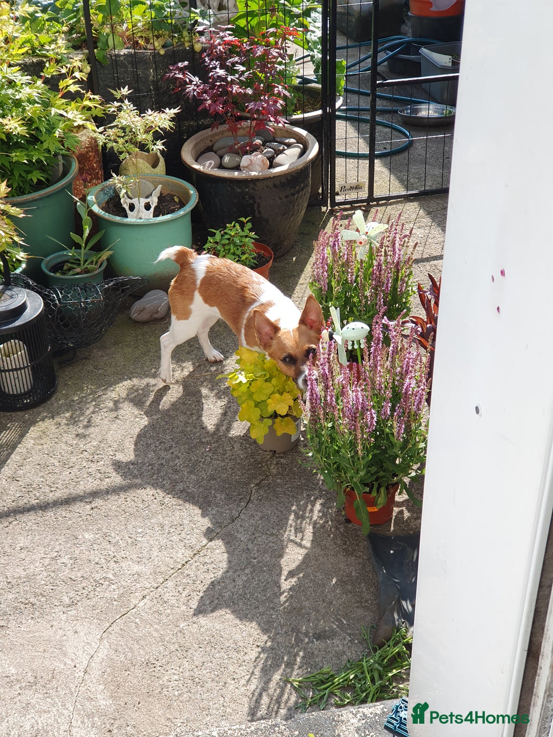 Jack Russell dogs for sale: Mini jack Russell girl needs new loving home - Advert 3