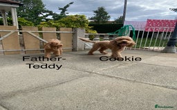 Cockapoo dogs for sale: Perfect Cockapoo Puppies  - Image 10