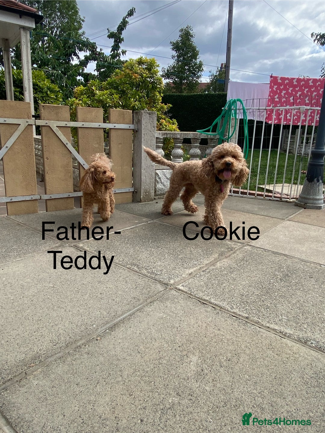 Cockapoo dogs for sale: Perfect Cockapoo Puppies  - Image 10