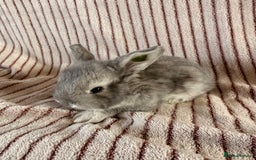 Mini Lop rabbits for sale: 8 Stunning babies! Mini lop x Giant French lop - Image 9