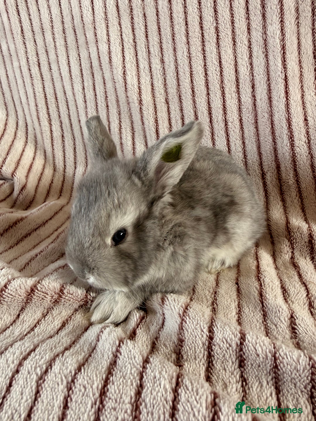 Mini Lop rabbits for sale: 8 Stunning babies! Mini lop x Giant French lop - Image 9