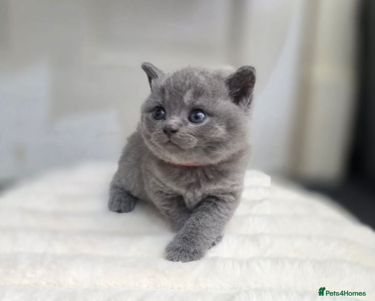 British Shorthair cats  lovely british shorthair kittens  - Advert 3