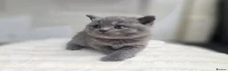 British Shorthair cats for sale:  lovely british shorthair kittens  - Advert 1