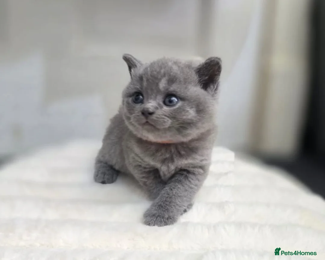 British Shorthair cats for sale:  lovely british shorthair kittens  - Advert 1