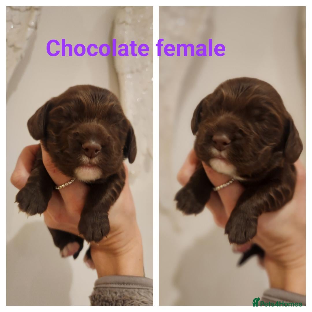 Cocker Spaniel dogs for sale: Stunning KC working cocker spaniel puppies  - Advert 3