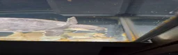 Turtle reptiles for sale: Fly river turtle and aquarium - Advert 6
