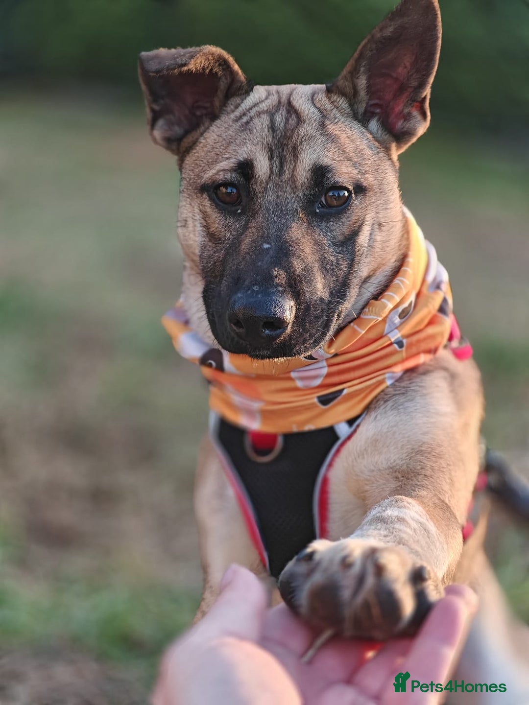 Mixed Breed dogs for adoption: ❤️Lisa, cheerful 7-month-old lower-medium girl ❤️ - Advert 14