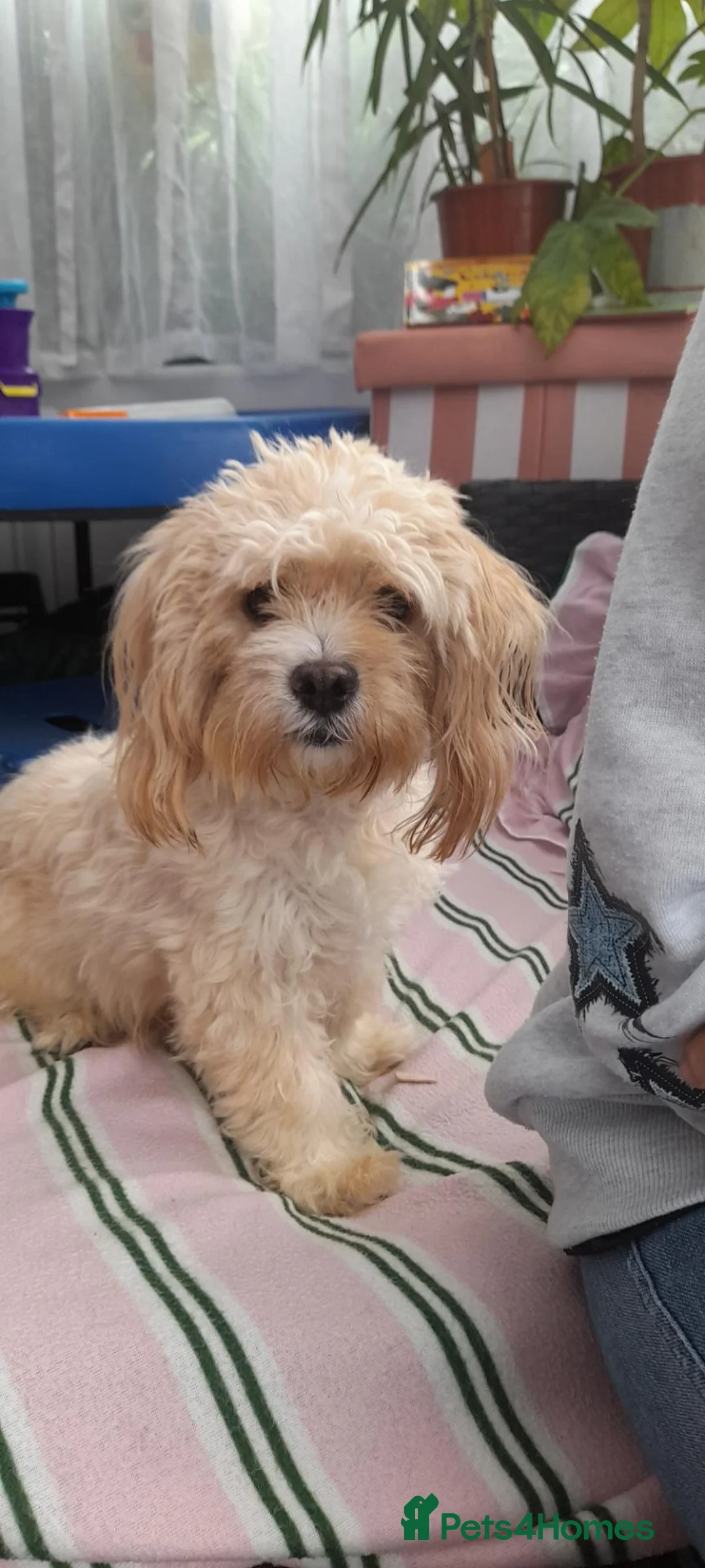 Mixed Breed dogs for sale: Pekingese cross yorkie poo puppies  - Advert 40