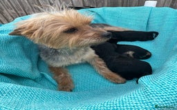 Yorkiepoo dogs for sale: Yorkiepoos - Advert 4