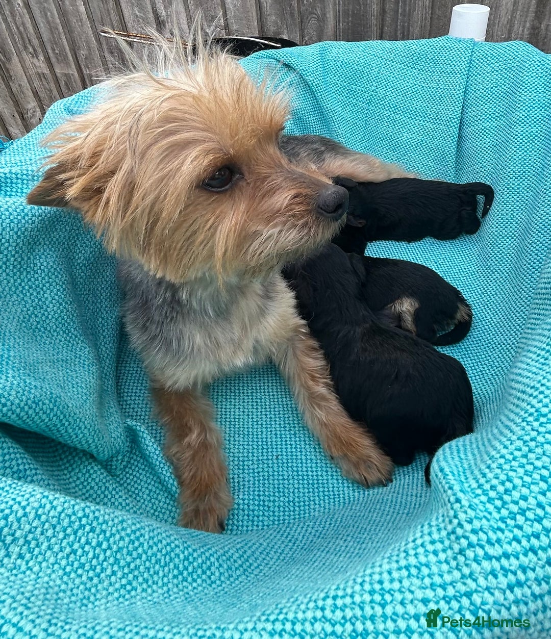 Yorkiepoo dogs for sale: Yorkiepoos - Advert 4