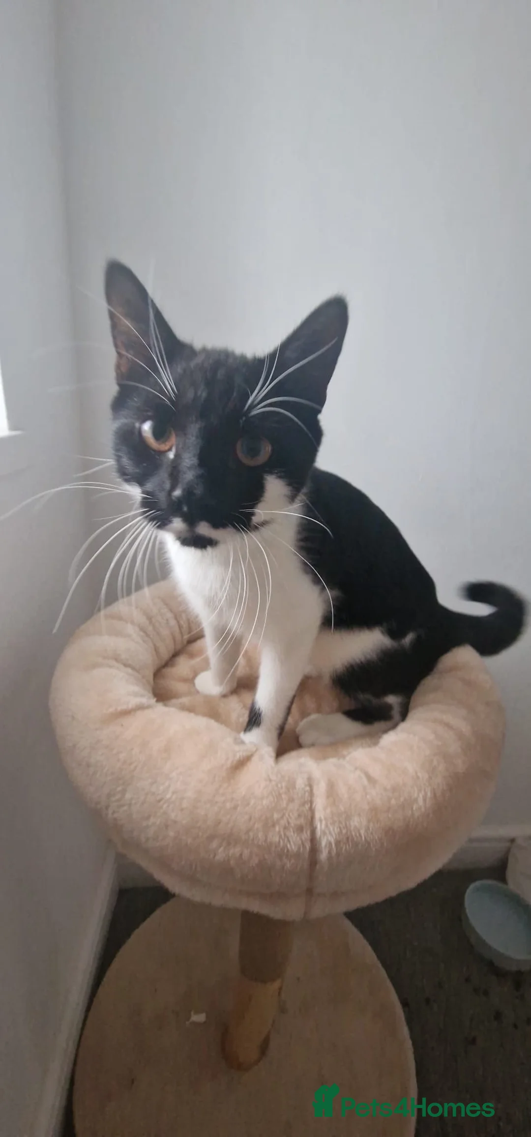 Mixed Breed cats for sale: 2 brothers in need of a new home  in Colwyn Bay - Advert 2