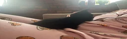 Mixed Breed cats for sale: He is a very loving kitten and is full of energy.  in Batley - Advert 4