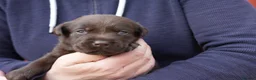 Labrador Retriever dogs for sale: Chocolate Labrador puppies Kc reg health tested - Advert 28