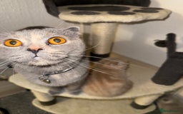 Scottish Fold cats for sale: 3 Adorable Scottish Fold Kittens🩷💙🩷 - Image 37