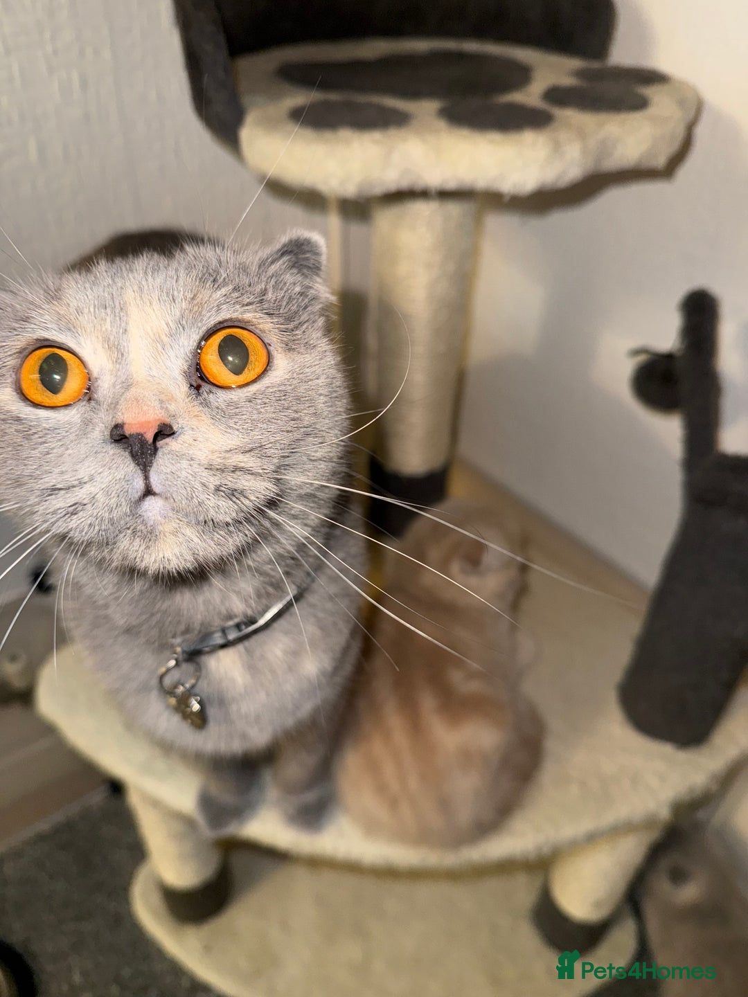 Scottish Fold cats for sale: 3 Adorable Scottish Fold Kittens🩷💙🩷 - Image 37