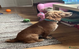 Cocker Spaniel dogs for sale: Ruby the cocker “trained and fully health checked” - Image 3