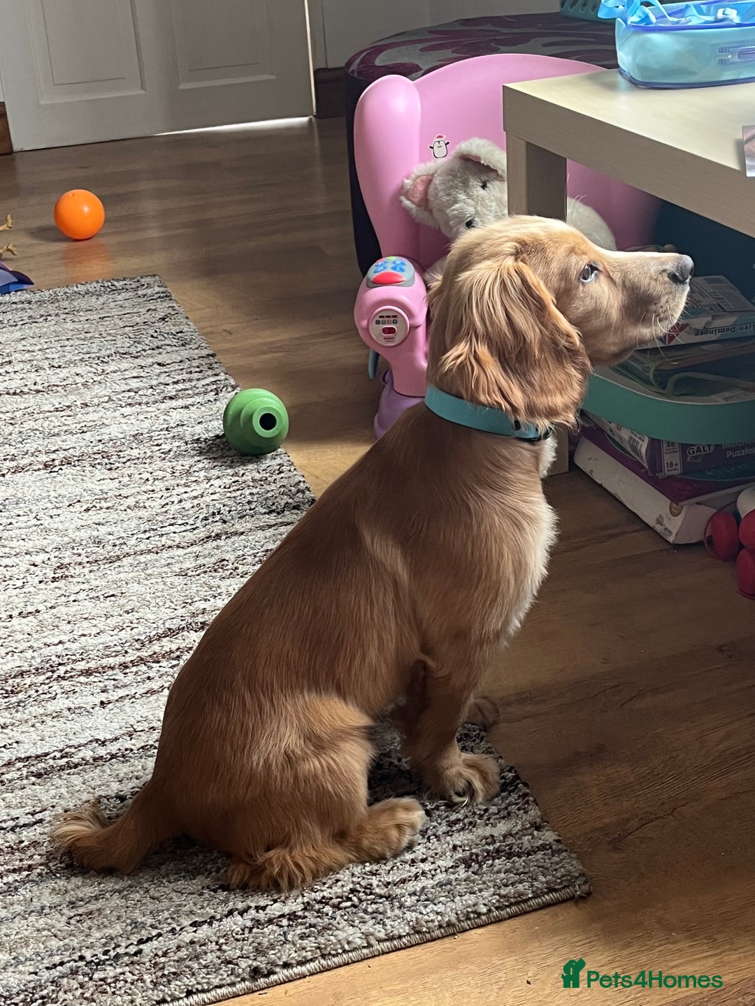 Cocker Spaniel dogs for sale: Ruby the cocker “trained and fully health checked” - Image 3
