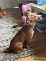 Cocker Spaniel dogs - Advert 2