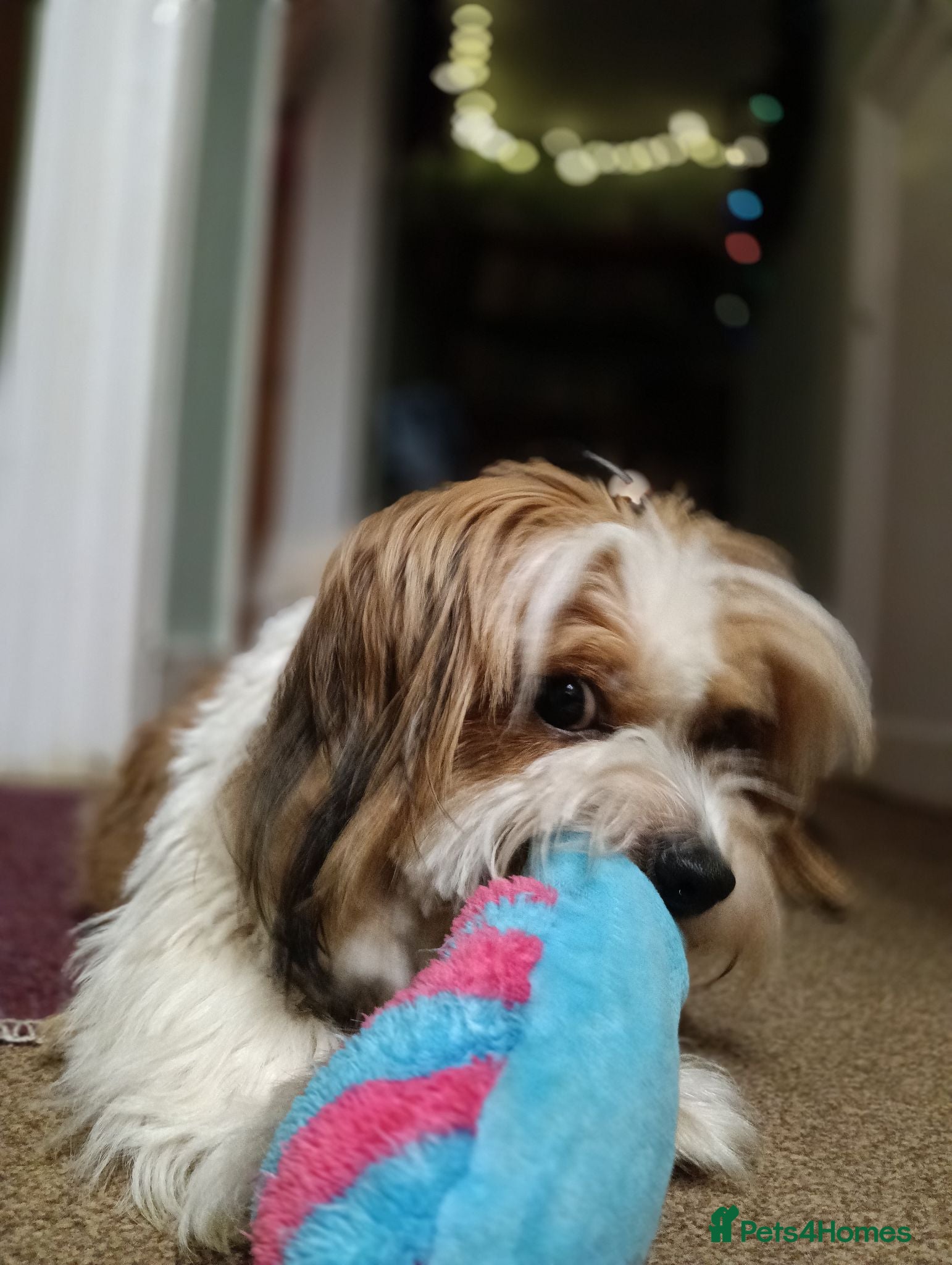 Mixed Breed dogs Arlo 5yr old shih zhu X jack russell - Advert 14
