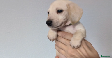 Miniature Dachshund dogs - Advert 16