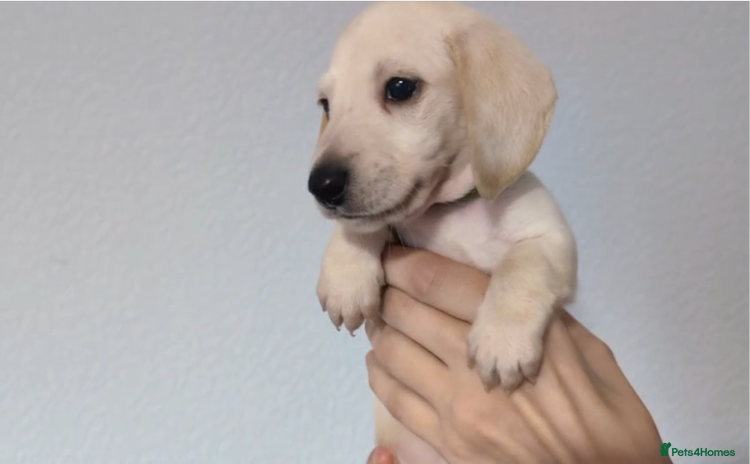 Miniature Dachshund dogs - Advert 2