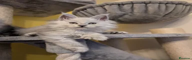 Maine Coon Kitten 6