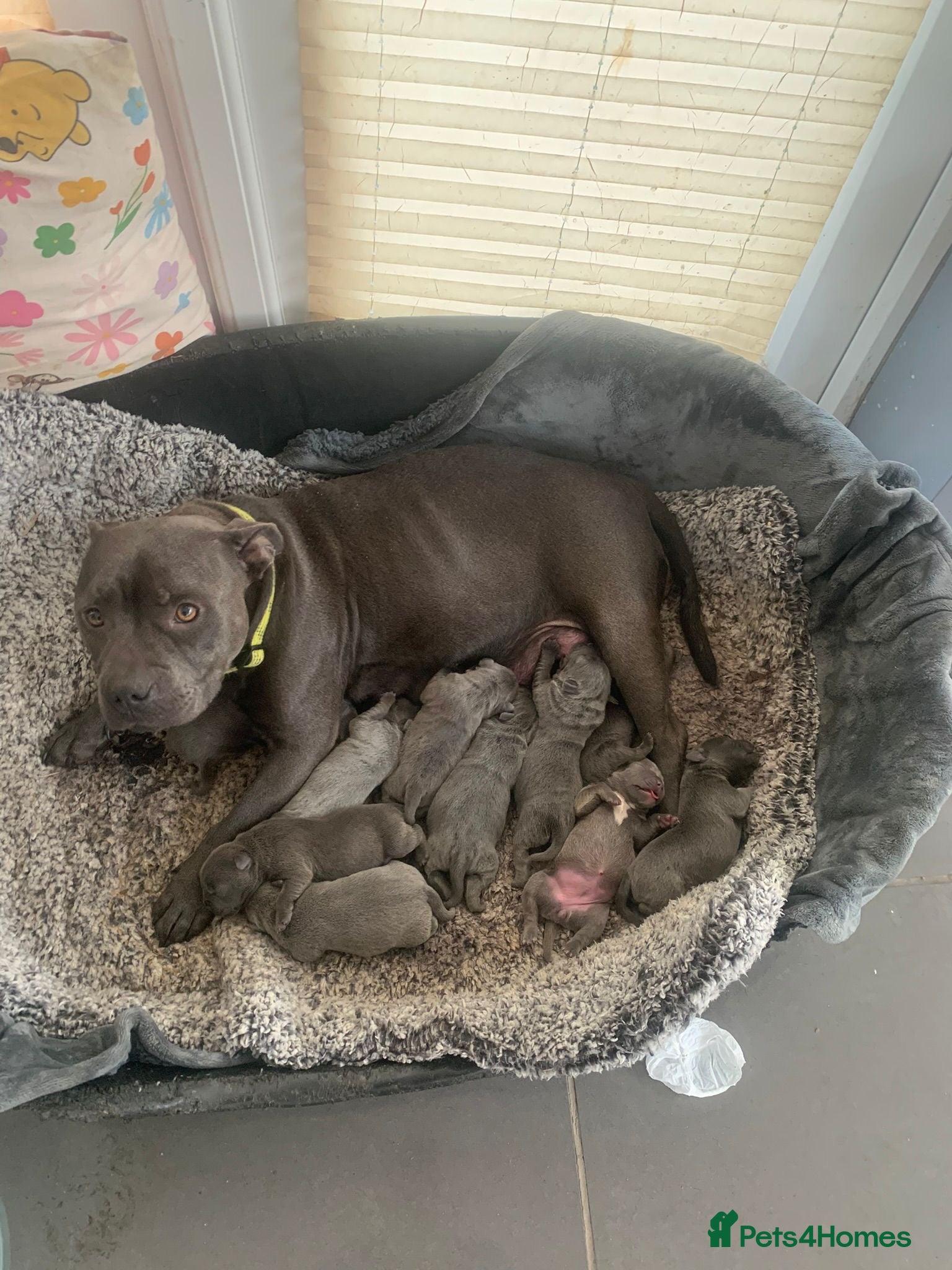Staffordshire Bull Terrier dogs KC REGISTERED BLUE STAFFORDSHIRE BULLTERRIERS - Advert 2