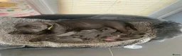 Staffordshire Bull Terrier dogs for sale: KC REGISTERED BLUE STAFFORDSHIRE BULLTERRIERS - Advert 2