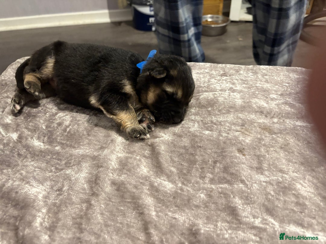 Mixed Breed dogs for sale: Beautiful German shepherd puppies for sale  - Image 3