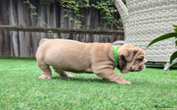 English Bulldog dogs for sale: English Bulldog Puppies  - Advert 8