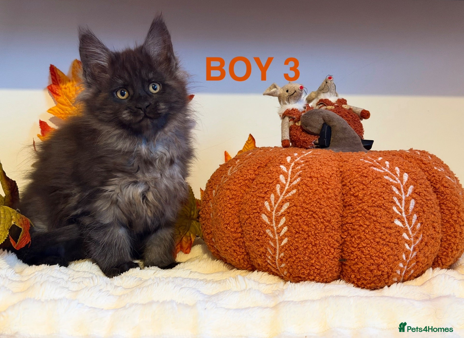 Maine Coon cats for sale: ONLY 2 LEFT SHOW QUALITY MAINE COON KITTENS - Advert 17