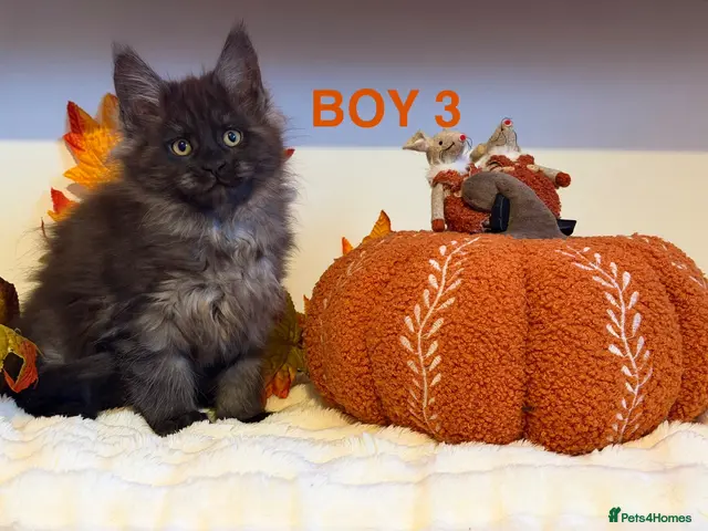 Maine Coon cats for sale: ONLY 2 LEFT SHOW QUALITY MAINE COON KITTENS - Advert 17