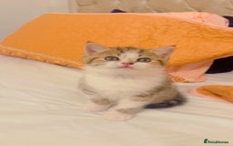 British Shorthair cats for sale: Scottish short hair kitten - Image 3