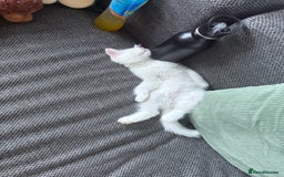 Ragdoll cats for sale: Ragdoll BSH cross kitten  - Image 3