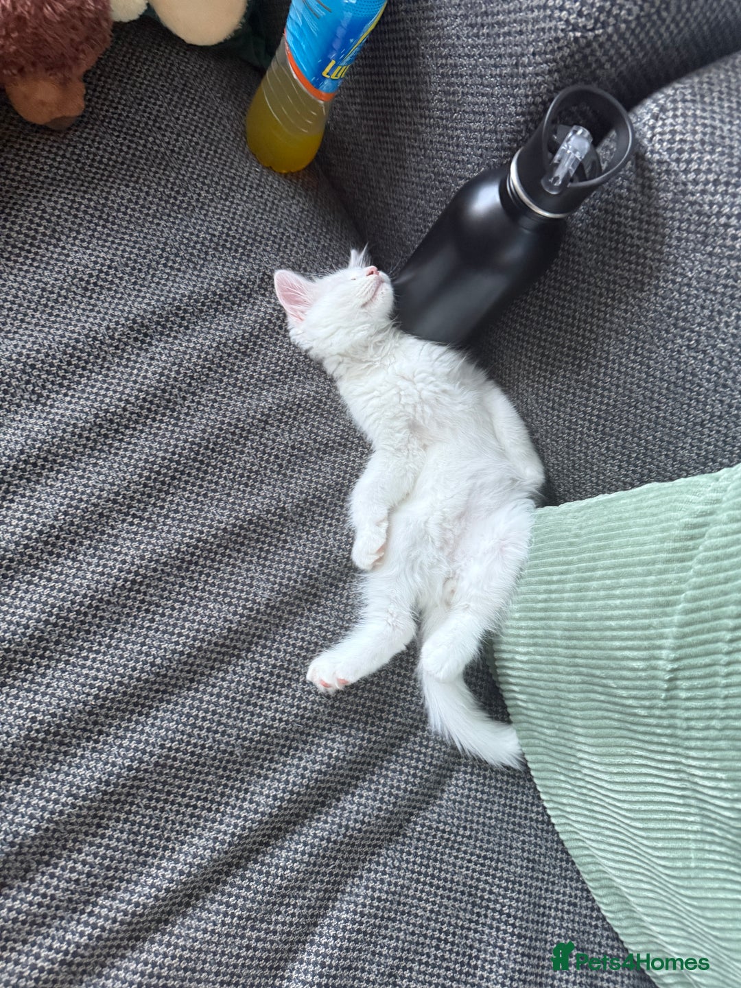 Ragdoll cats for sale: Ragdoll BSH cross kitten  - Image 3