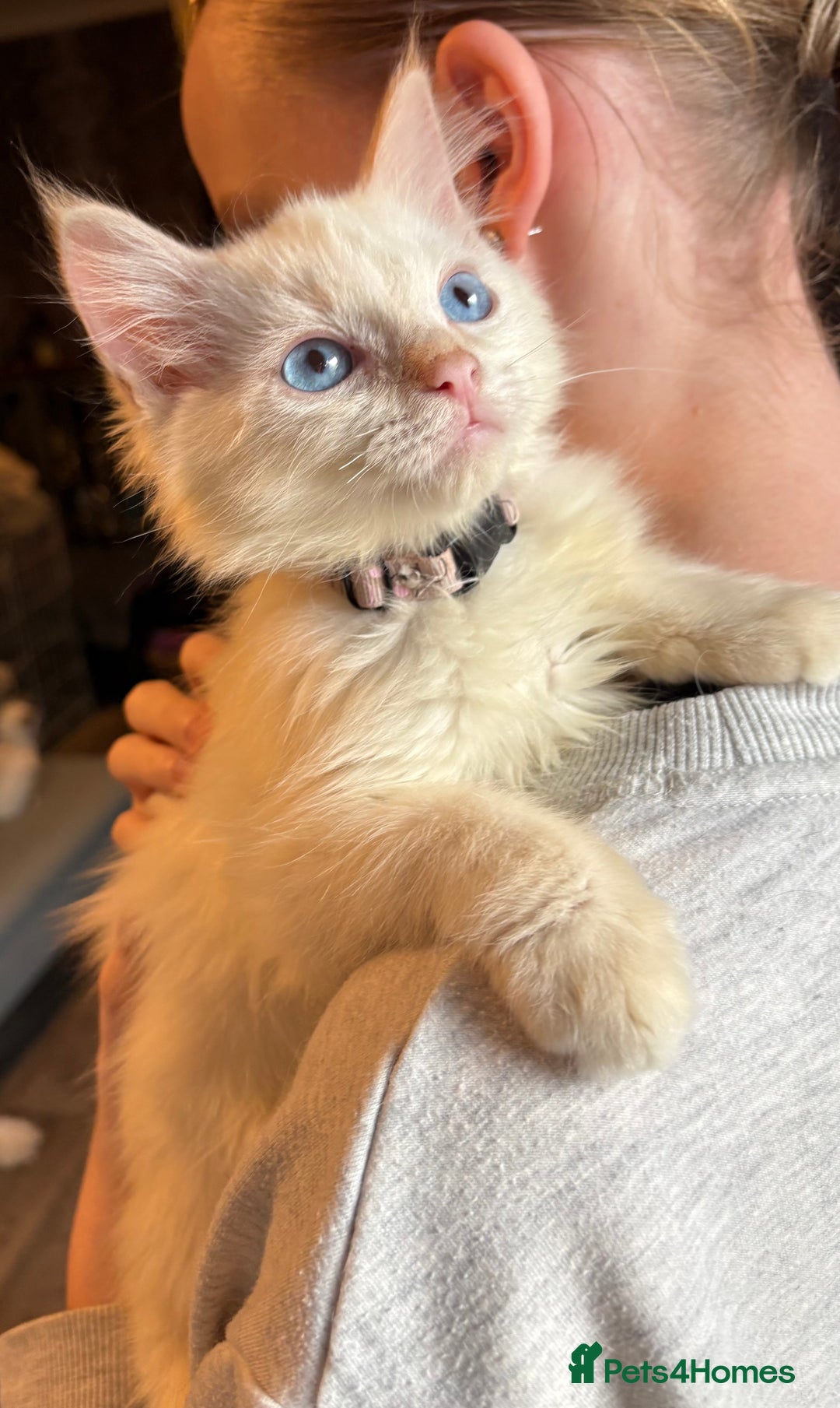 Ragdoll cats for sale: GCCF Beautiful Ragdoll Kittens - Image 32