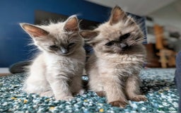 Ragdoll cats for sale: Seal, Sepia and Blue Ragdoll Kittens  - Image 15