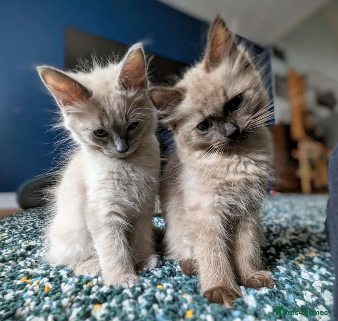 Ragdoll cats for sale: Seal, Sepia and Blue Ragdoll Kittens  - Image 15